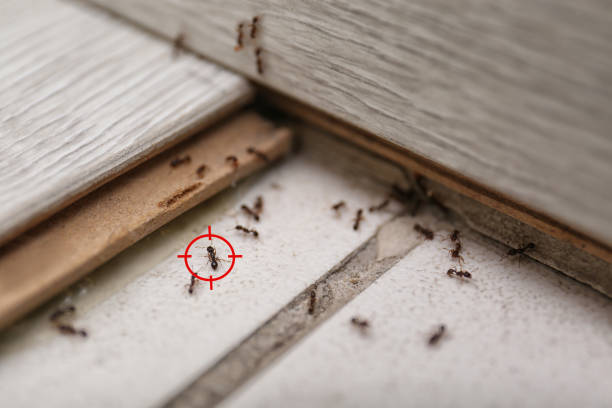 Best Cockroach Control Services  in Ponderay, ID